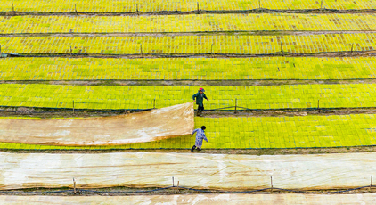 江西都昌：訂單育秧助春耕