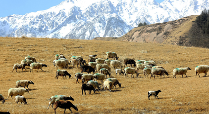 甘肅肅南：羊群返回冬季草場