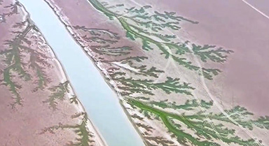 鄱陽湖現(xiàn)春日“大地之樹”奇觀