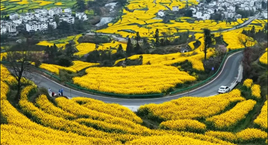 好美！江西婺源江嶺油菜花開了